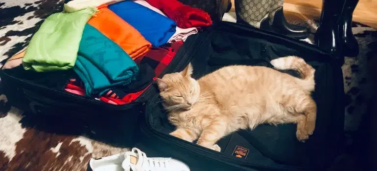 A cat sleeping in a suitcase