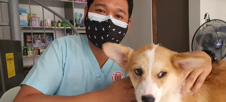 A man, vet, wearing a mask and holding a dog, because, before moving with pets, it is necessary to visit a vet