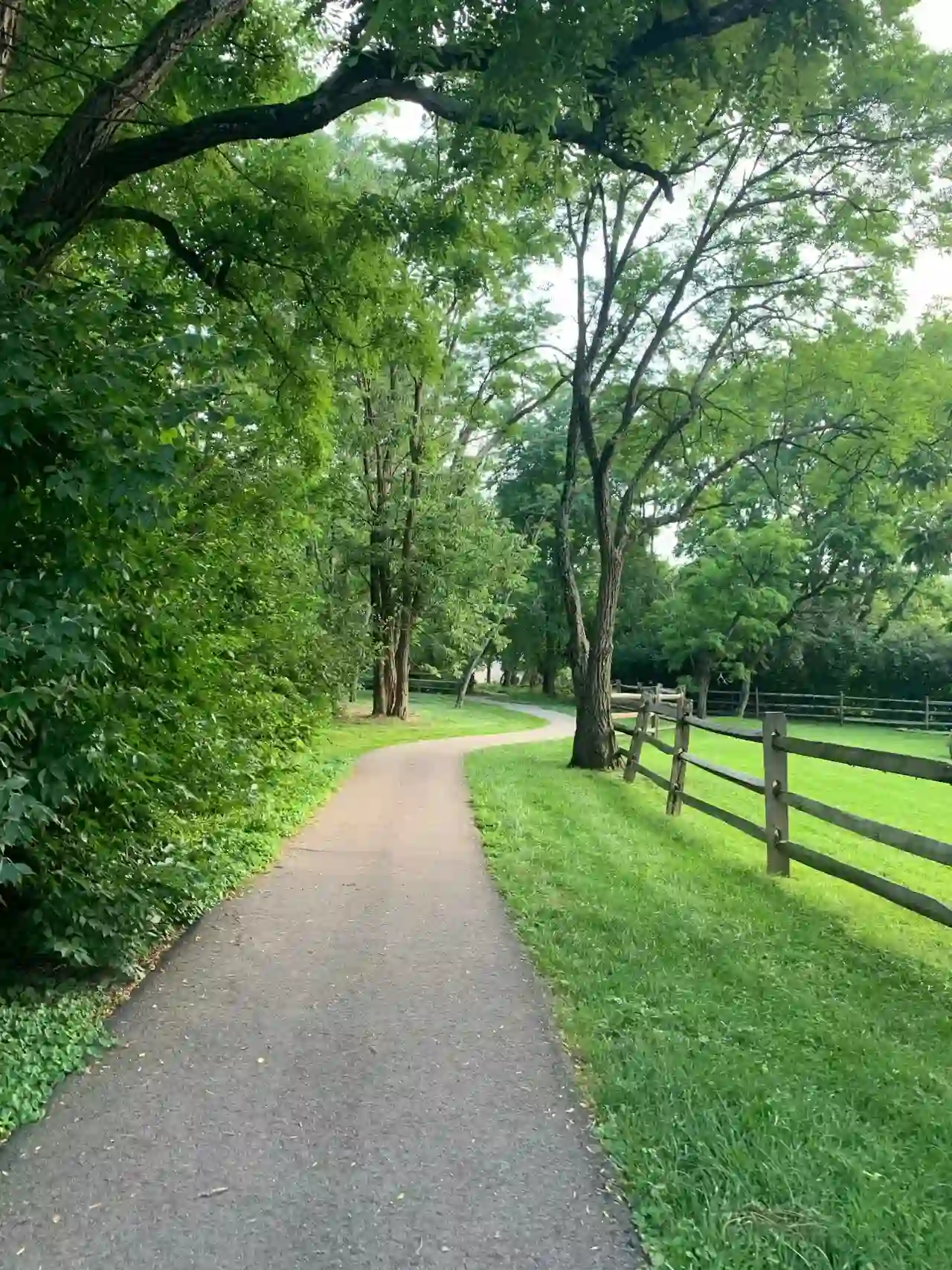Empty Road between Trees and Fence