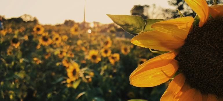 Sunflowers blooming in a field in Mason 