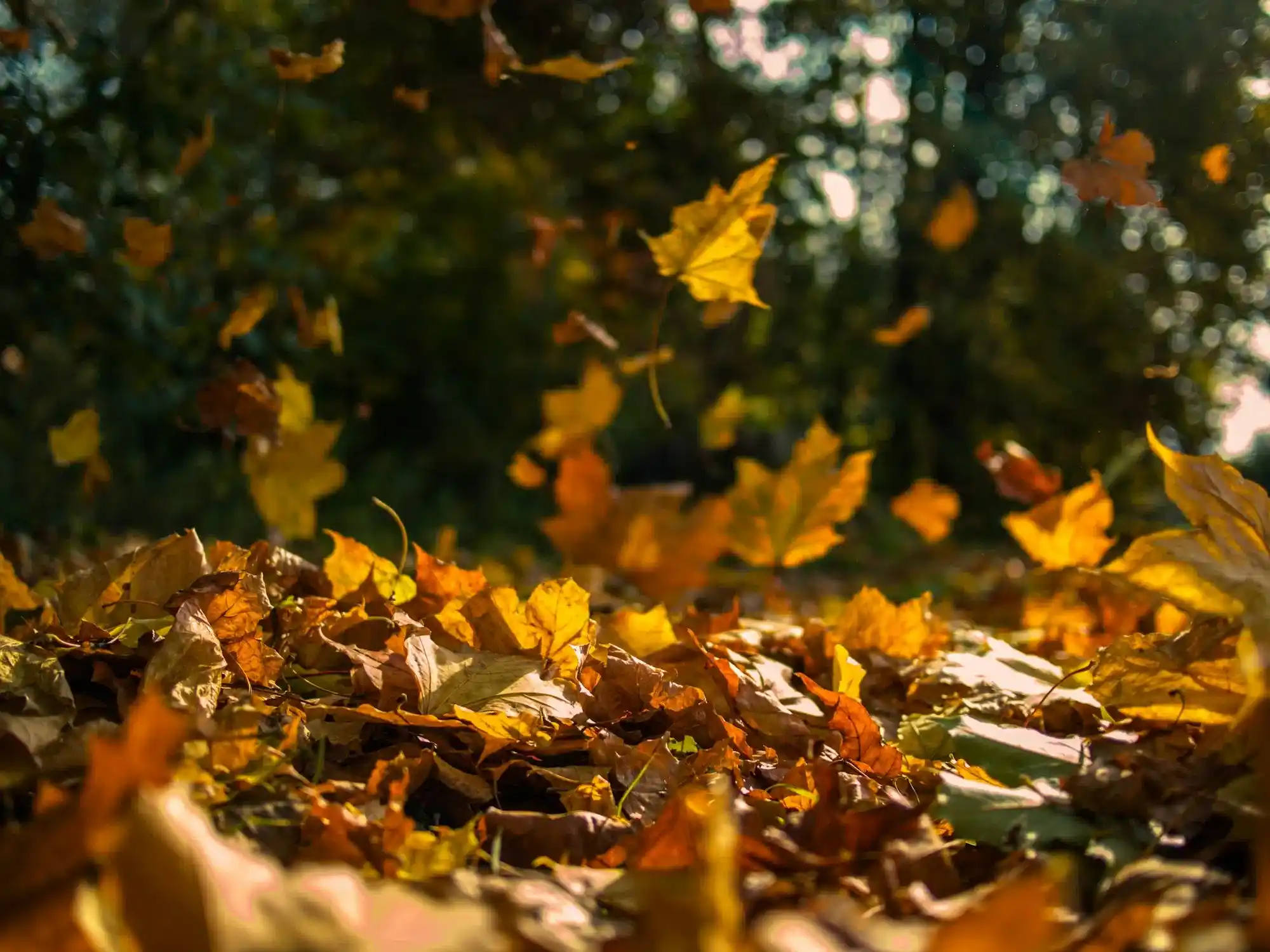 Fall Cleaning Tips