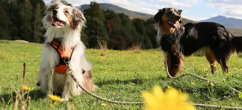 Two dogs on a leash in the outdoors