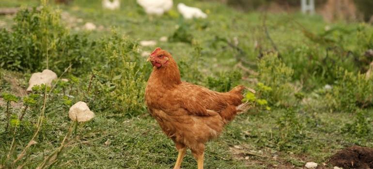 Is Goshen OH a good place for hobby farms? 3 Brown chicken walking through a grassy farmyard